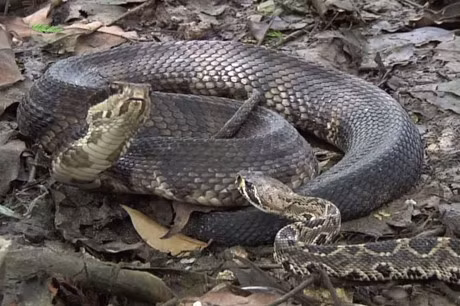 Clip dong vat dai chien an tuong nhat tuan: Trau huc chet su tu, rong Komodo xe xac linh duong - Anh 12