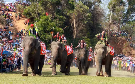 Chum anh: Cuoc dua gay can cua nhung chu voi Dak Lak - Anh 12