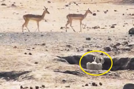 Clip dong vat dai chien an tuong nhat tuan: Trau huc chet su tu, rong Komodo xe xac linh duong - Anh 2