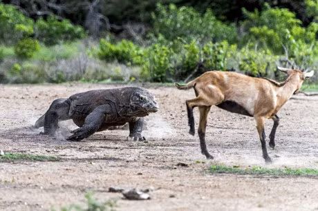 Clip dong vat dai chien an tuong nhat tuan: Trau huc chet su tu, rong Komodo xe xac linh duong - Anh 10