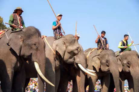 Chum anh: Cuoc dua gay can cua nhung chu voi Dak Lak - Anh 6