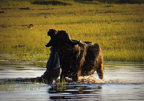Clip dong vat dai chien an tuong nhat tuan: Trau huc chet su tu, rong Komodo xe xac linh duong - Anh 11