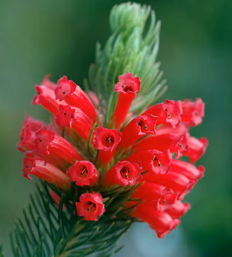 Nhung loai hoa doc nhat vo nhi chi moc duy nhat mot cho tren hanh tinh - Anh 7