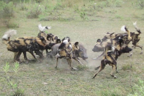Clip dong vat dai chien an tuong nhat tuan: Trau huc chet su tu, rong Komodo xe xac linh duong - Anh 14