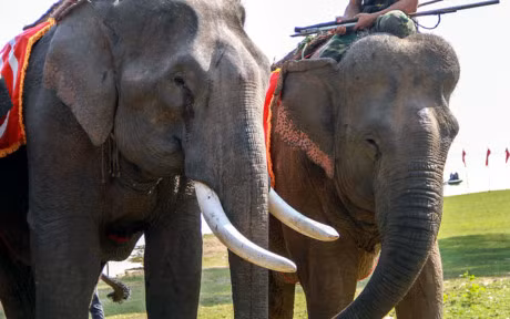 Chum anh: Cuoc dua gay can cua nhung chu voi Dak Lak - Anh 4