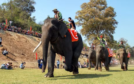 Chum anh: Cuoc dua gay can cua nhung chu voi Dak Lak - Anh 8