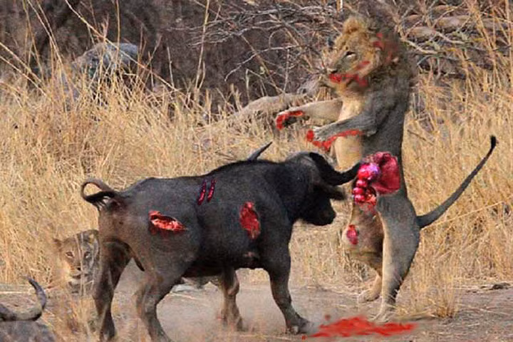 Trâu húc chết sư tử, rồng Komodo xé xác linh dương