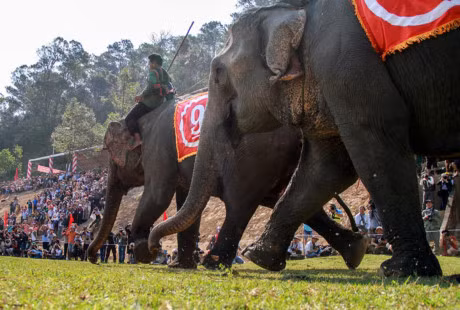 Chum anh: Cuoc dua gay can cua nhung chu voi Dak Lak - Anh 11