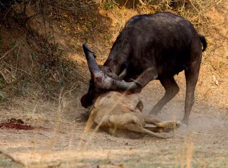 Clip dong vat dai chien an tuong nhat tuan: Trau huc chet su tu, rong Komodo xe xac linh duong - Anh 9