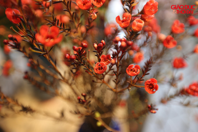 Đào đông thường được mix với thanh liễu đỏ vì có độ bền tương ứng với nhau. Giá của mỗi bình hoa sau khi mix là 7 - 10 triệu đồng.