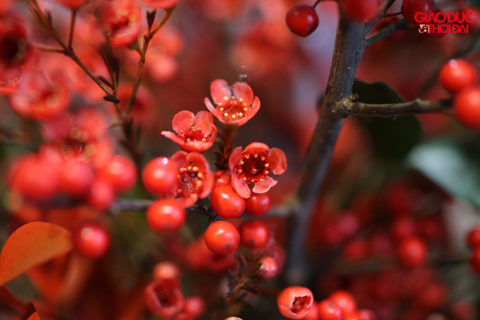 Đào đông - loài hoa có hình dáng kỳ lạ có nguồn gốc từ Hà Lan.