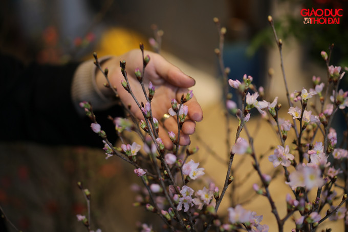 Đào Sakura Nhật Bản - với hai màu đỏ và hồng, chiều cao khoảng 1,2m.