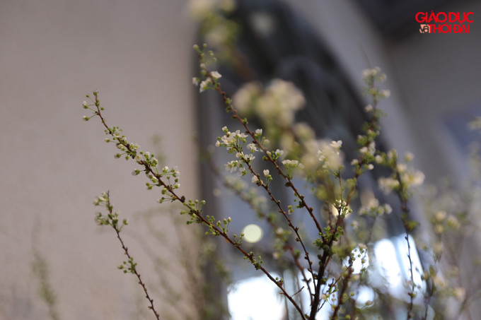 Tuyết mai (cũng được gọi là mai tuyết) cũng có giá khoảng 300 - 500.000/cành.