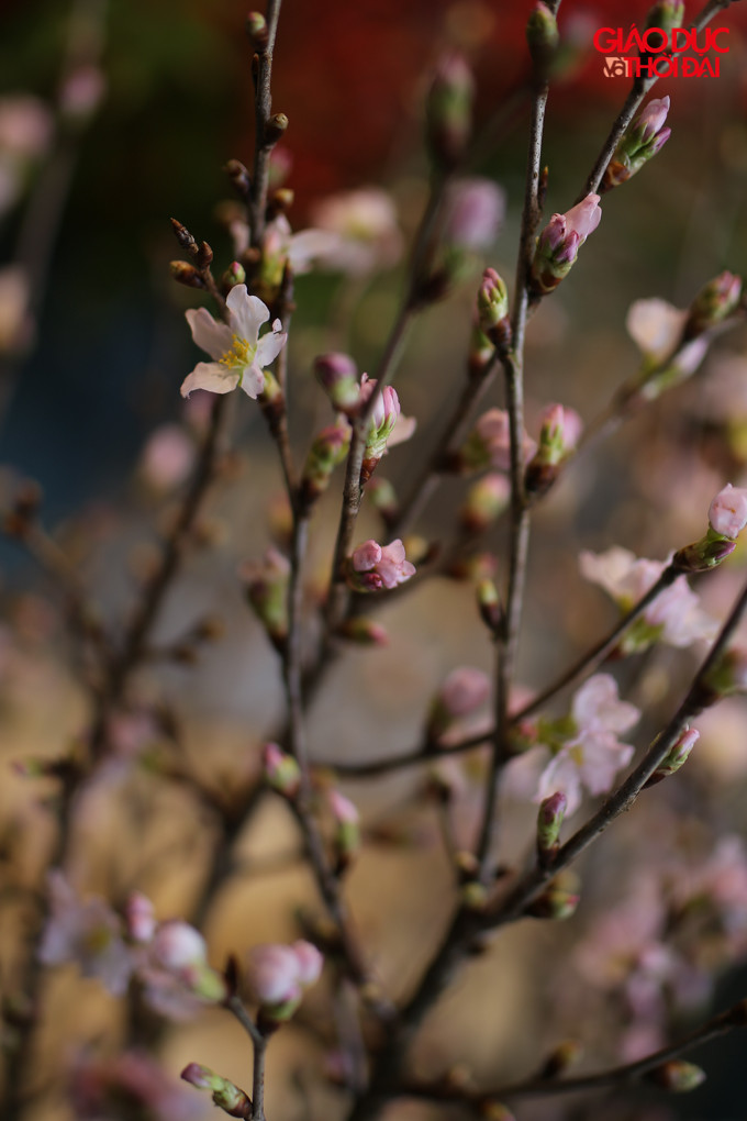 Giá của Sakura hồng đắt hơn màu đỏ một chút, giá trung bình cả 2 loại từ 500 - 700.000/cành.