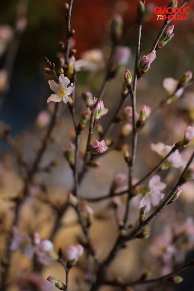 Giá của Sakura hồng đắt hơn màu đỏ một chút, giá trung bình cả 2 loại từ 500 - 700.000/cành.