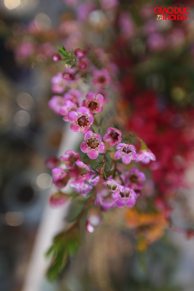 Thanh Liễu có giá rẻ nhất khoảng 160.000 - 180.000/cành. Tuy nhiên, cành thanh liễu cùng nhỏ và mảnh hơn nhiều so với các loại khác, thanh liễu cũng có nhiều màu sắc khác nhau cho khách hàng lựa chọn: tím, vàng đỏ...