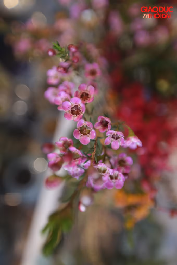 Thanh Liễu có giá rẻ nhất khoảng 160.000 - 180.000/cành. Tuy nhiên, cành thanh liễu cùng nhỏ và mảnh hơn nhiều so với các loại khác, thanh liễu cũng có nhiều màu sắc khác nhau cho khách hàng lựa chọn: tím, vàng đỏ...