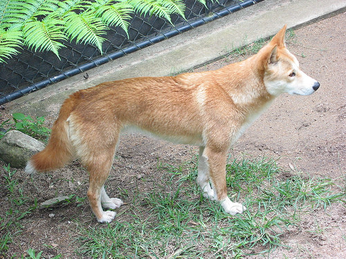 Chó Dingo Đông Dương Chó Dingo Đông Dương