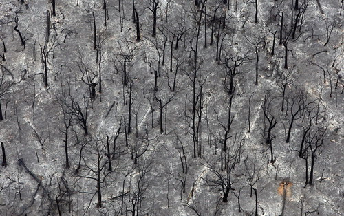 Burnt out trees outside Kinglake that were destroyed by fire are viewed from this aerial shot on February 8, 2009. Over 170 people were killed and entire towns razed in one of the worst wildfire disasters in Australian history, sending thousands fleeing in scenes Prime Minister Kevin Rudd compared to 