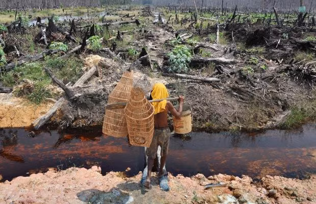 This photo taken on October 13, 2009 shows a fisherman walking through a devastated peatland forest in Indonesia’s Pangkalan Bunut in Riau province. NGO’s are mobilising themselves to save one of the last tropical forests of the island of Sumatra