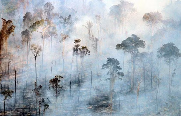 The Amazon rain forest, the world’s largest is thought to contain at least 30 percent of all plant and animal species on the planet, most of them uncatalogued. At the same time, loggers are shrinking its area at a rate of six football pitches a minute