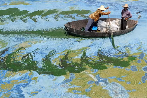 Fishermen row a boat in the algae-filled Chaohu Lake in Hefei, Anhui province, China on June 19, 2009. China invested 51 billion yuan ($7.4 billion) towards the construction of 2,712 projects for the treatment of eight rivers and lakes in 2009, Xinhua News Agency reported. (REUTERS/Jianan Yu)