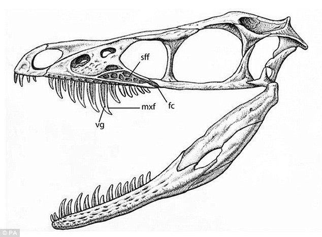 Phát hiện khủng long có nọc độc ảnh 2 The fossil Sinornithosaurus was a bird-like dinosaur with a poisonous bite. Scientists have discovered a feathered ’raptor’ with grooved fangs that almost certainly delivered venom