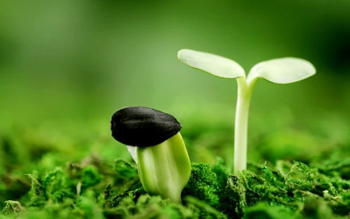 Quy luật hạt giống