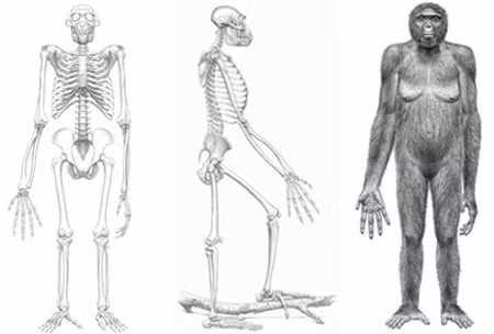 Hình minh hoạ ngoại hình và dáng đi của “Ardi” được dựng lên dựa vào hoá thạch