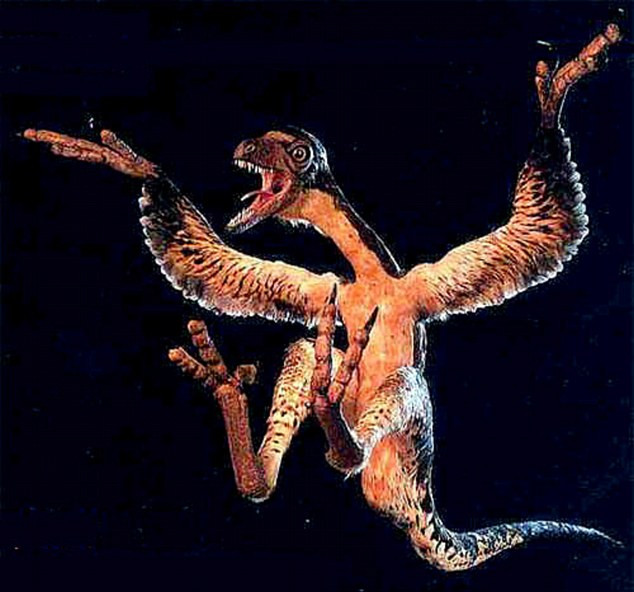 Phát hiện khủng long có nọc độc ảnh 1 The turkey-sized Sinornithosaurus was related to the raptor and was just as lethal