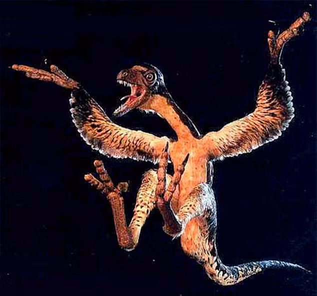 The turkey-sized Sinornithosaurus was related to the raptor and was just as lethal