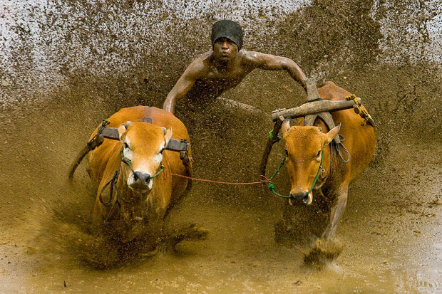 World in Motion (sponsored by the Daily Telegraph) Winner: The Pacu Jawi (cow’s race) by Muhammad Fadli, Indonesia