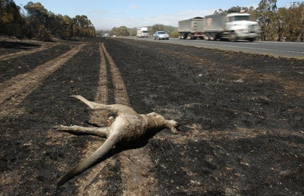 Sức "ăn mòn" kinh hoàng của biến đổi khí hậu ảnh 18 A dead kangaroo lies beside a burnt-out section of the Hume Highway near Seymour, some 100 kilometres north of Melbourne on February 9, 2009 as raging Australian wildfires left at least 131 people dead