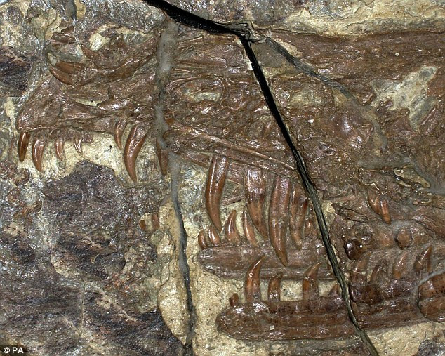 Phát hiện khủng long có nọc độc ảnh 3 Sinornithosaurus was a close relative of Velociraptor, one of the stars of the movie Jurassic Park. Although bird-like and about the size of a turkey it did not fly and was not an early bird