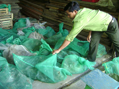 Số động vật hoang dã bị thu giữ Số động vật hoang dã bị thu giữ