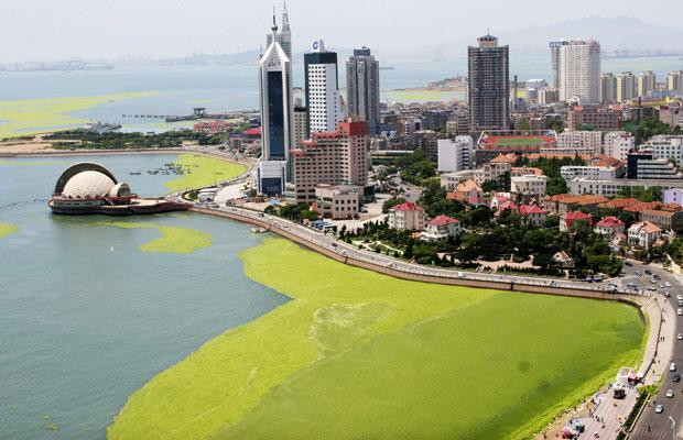 Sức "ăn mòn" kinh hoàng của biến đổi khí hậu ảnh 13 An outbreak of blue-green algae is seen on the coastline of Qingdao, the host city for sailing events at the 2008 Olympic Games, in eastern China’s Shandong province Tuesday June 24, 2008