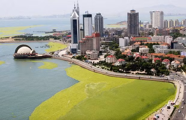 An outbreak of blue-green algae is seen on the coastline of Qingdao, the host city for sailing events at the 2008 Olympic Games, in eastern China’s Shandong province Tuesday June 24, 2008