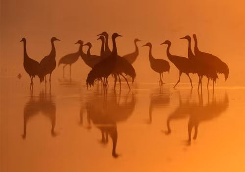 A group of Common Cranes gather in dawn light, on their night-roost on a lake in the German state of Brandenburg, close to Berlin September 26, 2009. From September to November tens of thousands of Cranes use the rural area close to the German Capital for a stopover during their migration from Scandinavia and Eastern Europe to their wintering quarters in Spain. (REUTERS/Thomas Krumenacker)