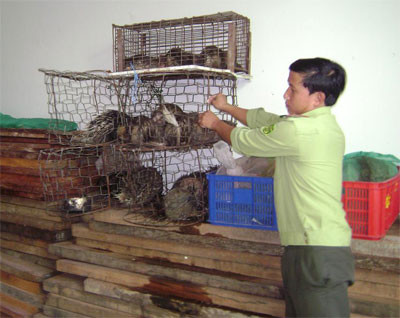 Phát hiện thu giữ hơn 1.183 kg động vật quý hiếm