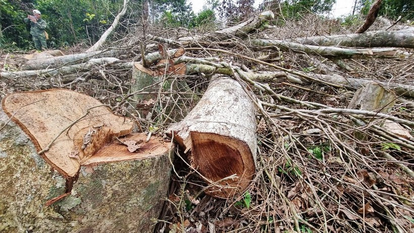 Liên quan đến vụ phá rừng, nhiều cán bộ bị xử lý kỷ luật.