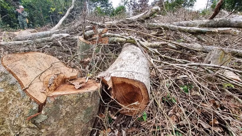 Liên quan đến vụ phá rừng, nhiều cán bộ bị xử lý kỷ luật.