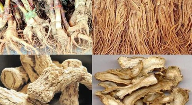 Đương quy là vị thuốc bổ huyết tốt.