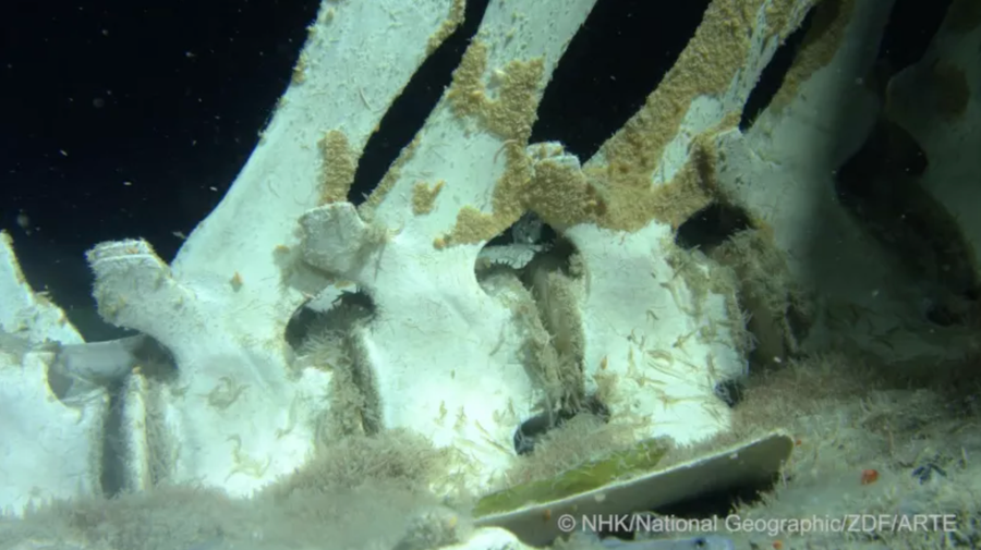 Cận cảnh xác cá voi được bao phủ trong hệ sinh thái độc đáo của sinh vật biển. Cận cảnh xác cá voi được bao phủ trong hệ sinh thái độc đáo của sinh vật biển.