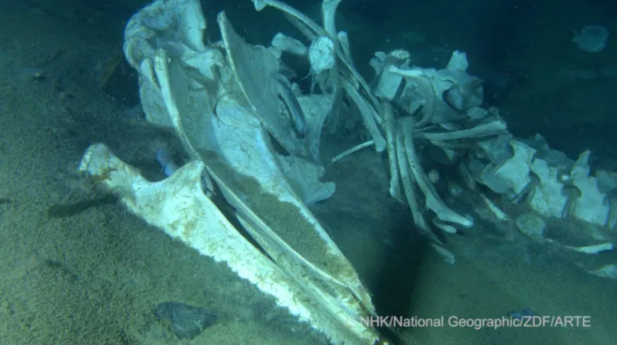 Cảnh quay xác cá voi dưới đáy đại dương Nam Cực. Cảnh quay xác cá voi dưới đáy đại dương Nam Cực.