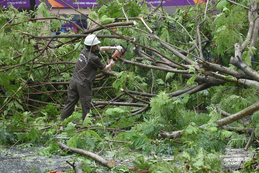 Công nhân cắt tỉa cành để cho lên xe tải di chuyển đi nơi khác để các phương tiện lưu thông qua khu vực.