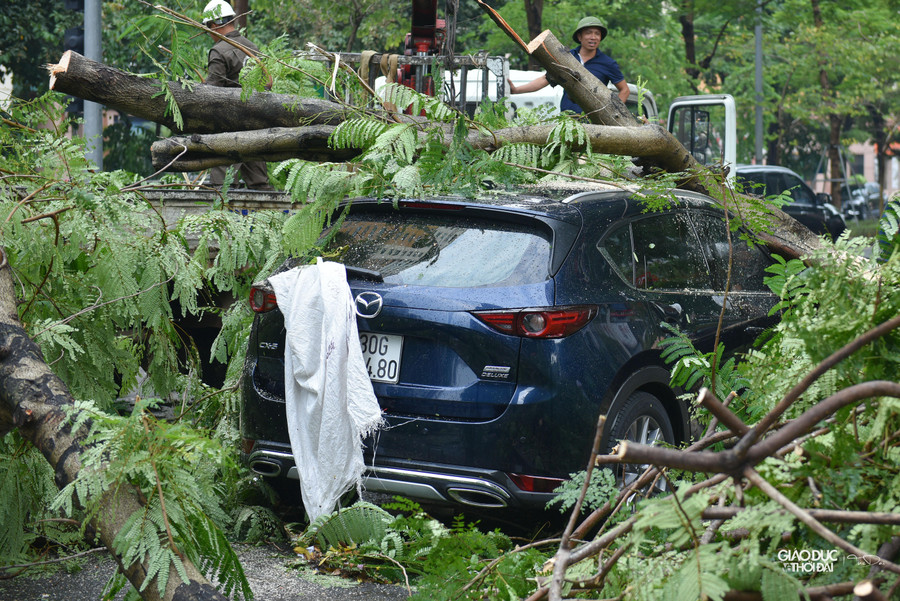 Tại hiện trường, công nhân cắt cây để giải cứu chiếc xe.
