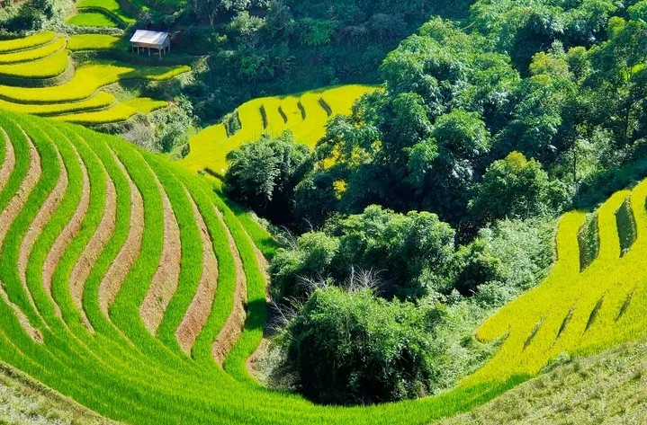 Các Bản Háng Đề Chu, Trống Gầu Bua, Trống Là... đã triển khai trồng rừng mới đạt yêu cầu.