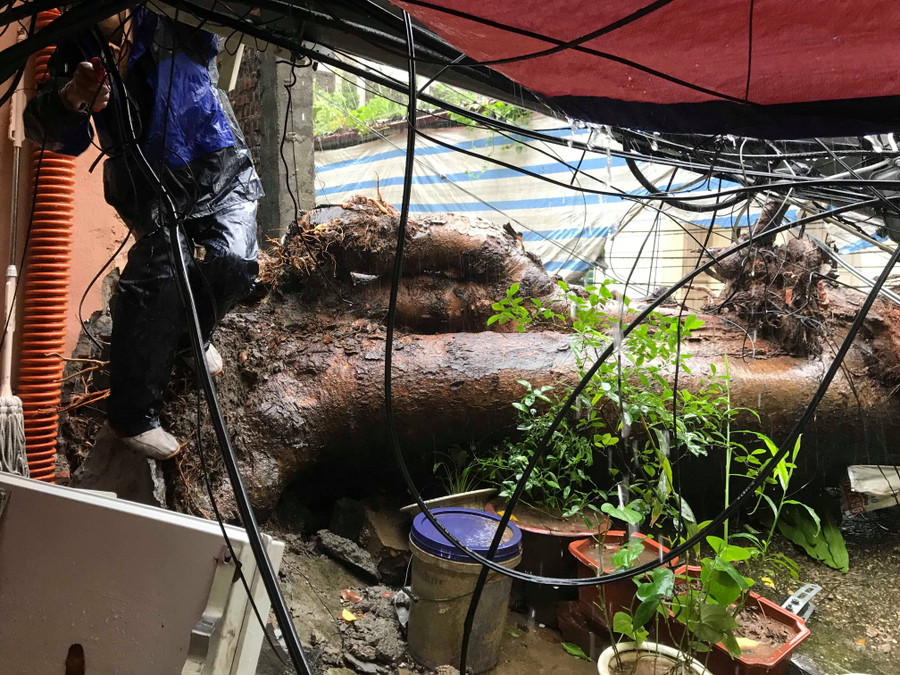 Đường kính thân cây khoảng gần 1m