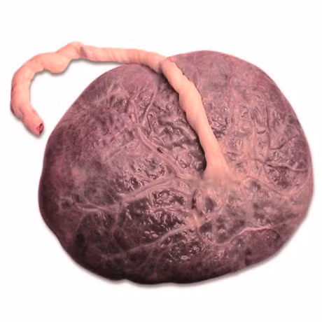 Top nguyen lieu lam dep ki quai ban co the chua biet - Anh 5