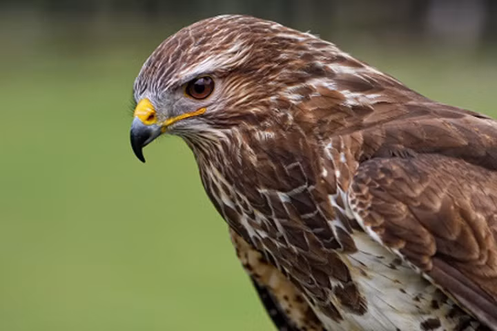 Sự thật kinh ngạc về chim diều hâu